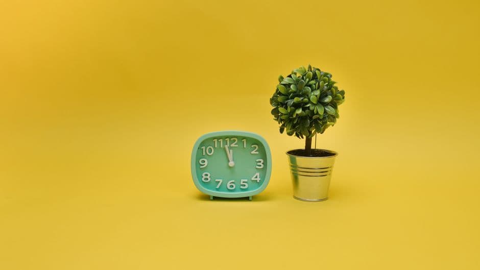 Vibrant minimalist composition of an alarm clock and potted plant on a yellow background.